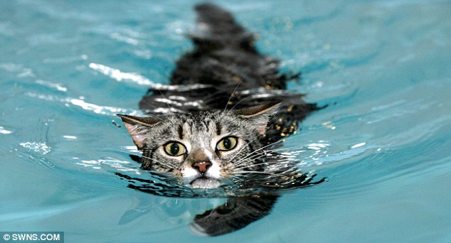 Картинки по запросу кот плавает