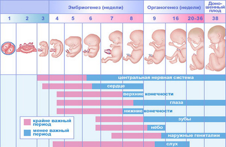 календарь беременности