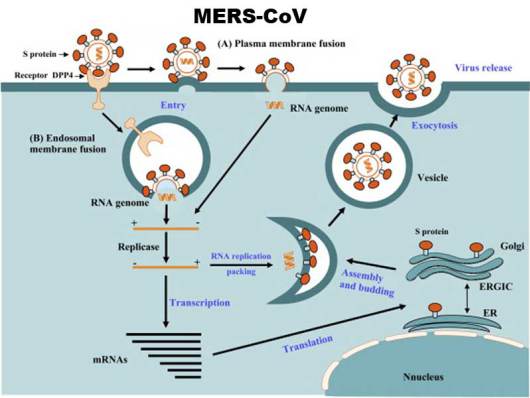 Новый опасный коронавирус «MERS-CoV»: Вопросы и Ответы