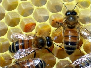 Мёд и его полезные свойства