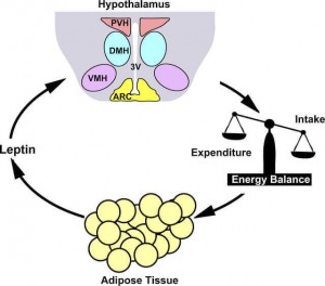 Лептин — главный гормон и регулятор энергетического обмена