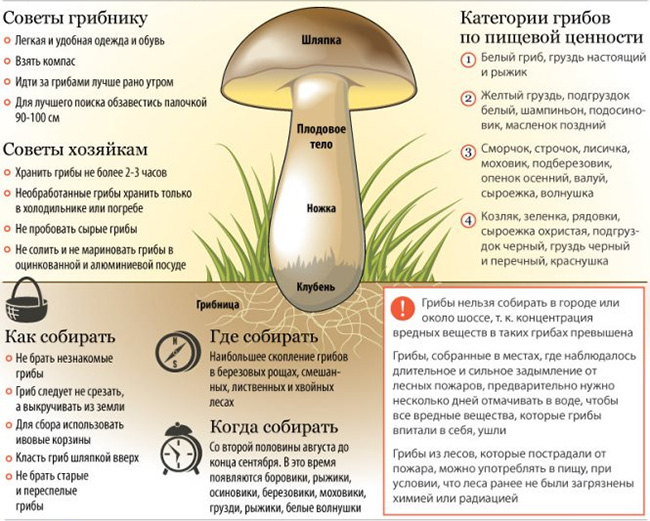 Отравление грибами. Как различить и что делать?