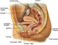 Анатомия женских половых органов и секс