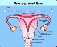 Всё, что нужно знать о менструации