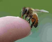 Первая помощь при ужалении пчелы