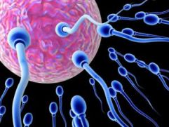 Расшифрован геном сперматозоида