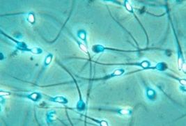 Анализ спермы