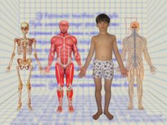 Видео: Анатомия человека для детей