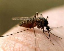 Защита от комаров и клещей