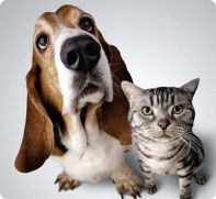 Трихоэпителиома у собак и кошек
