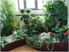 Топ-7 комнатных растений, которые очищают воздух
