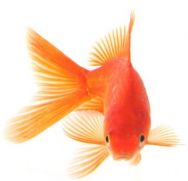 Упражнение «Золотая рыбка»
