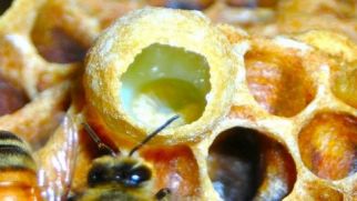 Пчелиное маточное молочко — подарок природы