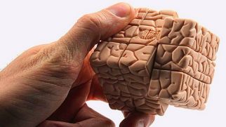Самые известные мифы о человеческом мозге
