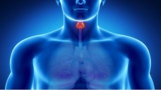 Щитовидная железа: все что вы хотели знать