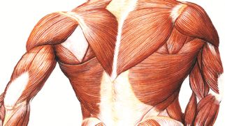 10 самых интересных фактов о мышцах