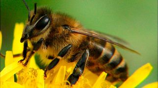 Первая помощь при ужалении пчел