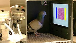 Онкологи научили голубей распознавать опухоли молочной железы