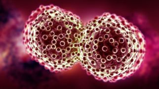 Опасный вирус сможет спасти людей от рака кожи
