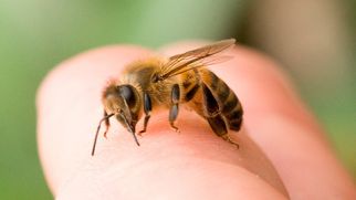 Первая помощь при ужалении пчел (оказание первой помощи на даче)