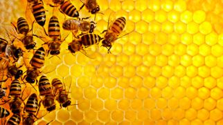 8 продуктов пчеловодства, используемых в медицине