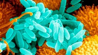 ВОЗ опубликовала список самых опасных супербактерий