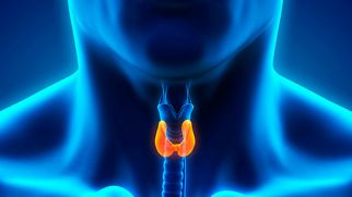 Щитовидная железа: функции и болезни