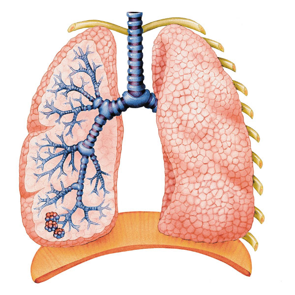 Диспансерное наблюдение пациентов с болезнями органов дыхания thumbnail